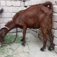بز مری