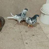 چپ افشون|پرنده|مشهد, ایوان|دیوار