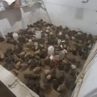 بلدرچین (نَر)و(ماده) گوشتی