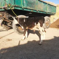 گوساله نر سه ماه ونیم سالم وخوش خوراک