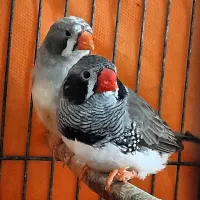 یه جفت فنچ لپ سیاه‌ ماده سیلور