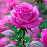 باغ-فروشی-در-زینبا