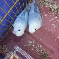 طوطی برزیلی مارال