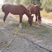 اسب|اسب و تجهیزات اسب‌سواری|بوشهر, |دیوار