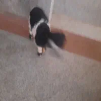 بزغاله شیری|حیوانات مزرعه|اصفهان, ناژوان|دیوار