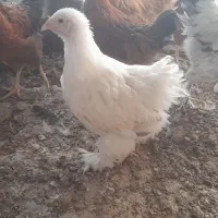 مرغ خروس برهما