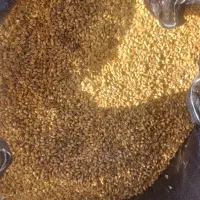 گندم او کلید بذری