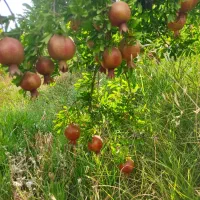 فروش انار درجه یک به صورت  خورده وعمده|عمده‌فروشی|شیراز, ریشمک|دیوار
