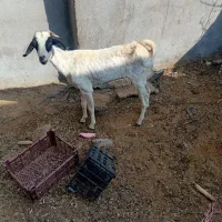 بز فروشی|حیوانات مزرعه|میناب, |دیوار