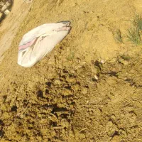 کود گاو و گوسفند و شتر