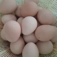 تخم شاخدار