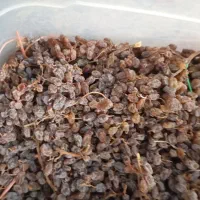 کشمش|خوردنی و آشامیدنی|اندیشه, اندیشه فاز ۲|دیوار