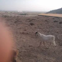 دبر پاکستانی اصل|حیوانات مزرعه|مرودشت, نقش رستم|دیوار