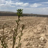 حصار 5ساله دو نبش در کمرنق شادبادمشایخ