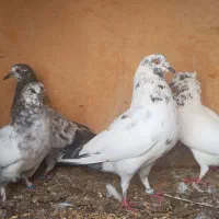 کفتر،کبوتر،پرنده