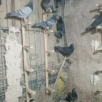 کبوتر آلمانی|پرنده|قائن, |دیوار