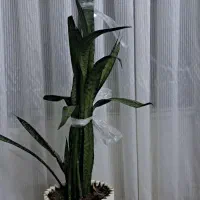 گل سانسوریاسرسبز