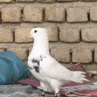 2 تا نر طوقی