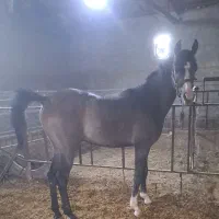 کره اسب نریون عرب