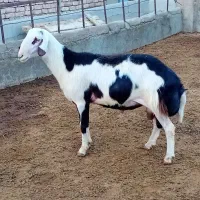 بره قوچ  پلنگی خال سیاه و پوست گاوی