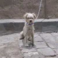 یک عدد سگ تفلسی