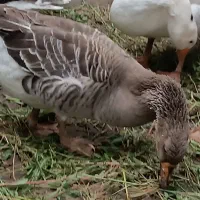 غاز درشت یکساله|حیوانات مزرعه|قائم‌شهر, |دیوار