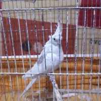 عروس هلندی|پرنده|سیرجان, |دیوار