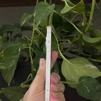 ایفون 13|موبایل|مشهد, میعاد (شهرک غرب)|دیوار