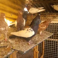 کبوتر رنگی|پرنده|تهران, دستغیب|دیوار