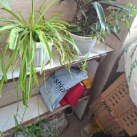 گل طبیعی و در حال رشد|گل و گیاه طبیعی|ارومیه, |دیوار