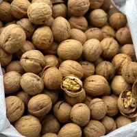 گردو درجه یک ا برداشت امسال توضیح از عکس مشخصه