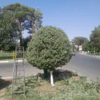 هرس کاری وباغبانی|خدمات باغبانی و درختکاری|یزد, |دیوار