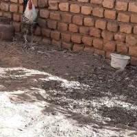 خروس براکل سیلور|حیوانات مزرعه|مشهد, محمدآباد|دیوار