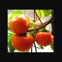 خرمالو محلی و شیرین|خوردنی و آشامیدنی|قائمشهر, |دیوار