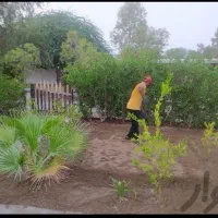 باغبانی و هرس درخت|خدمات باغبانی و درختکاری|بندرعباس, |دیوار