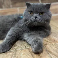 نر اسکاتیش برای جفتگیری