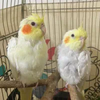 یک جفت عروس ۳ ماهه