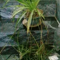 معاوضه گل و گلدان طبیعی|گل و گیاه طبیعی|کرمانشاه, |دیوار