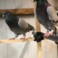 کفتر غریب|پرنده|رشت, گیل|دیوار