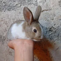 خرگوش