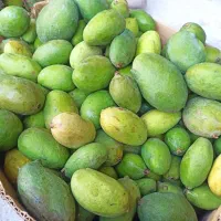 انبه حراج کیلو 170هزار بصورت عمده