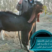 فروش تعدادی بزغاله اصل و یک نر ویک بز