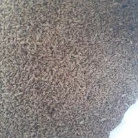 بذر گندم باسبلو