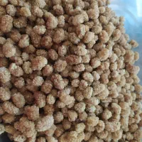 توت خشک