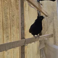 کبوتر کفتر|پرنده|تهران, سنگلج (شاپور)|دیوار