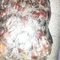 خرما آلوچه‌ای