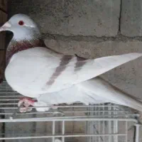پلاکی