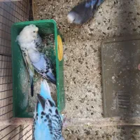 فروش مرغ عشق  پروانه ای و انگلیسی مولد روی تخم|پرنده|سیرجان, |دیوار