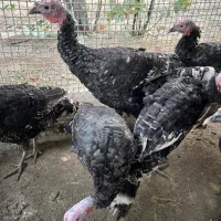 بوقلمون|حیوانات مزرعه|مبارکه, |دیوار