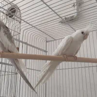 جفت عروس هلندی مولد با جوجه، به همراه سه عروس دیگه